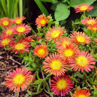 Ice plant or Delosperma growing as ground cover plant to prevent weeds