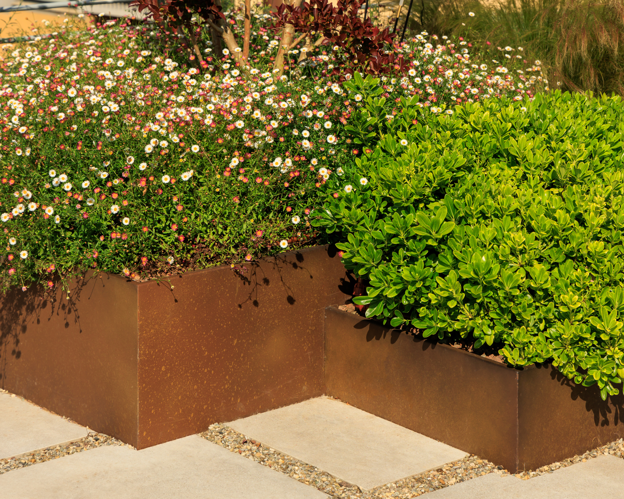 planter boxes planted with erigeron in sunny garden