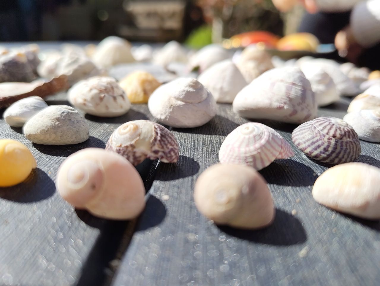 Nothing Phone 3a camera sample shells macro