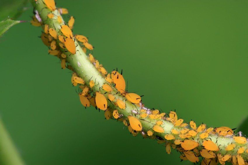 Aphid Insects on Stem