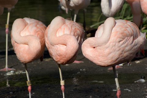 flamingo legs and feet