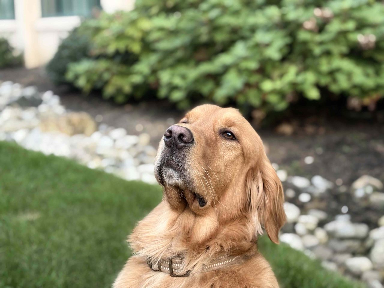Apple iPhone 16 Plus Review, Camera Samples