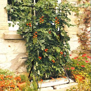 Tomato Plant Support Frame