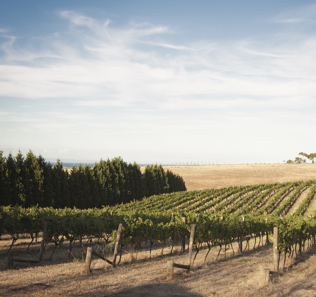 vineyard in Geelong