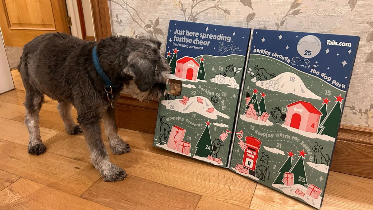 Best dog advent calendar