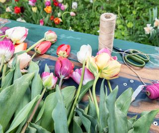 tulips for cutting
