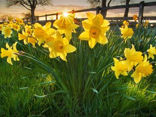 Daffodils growing by a fence