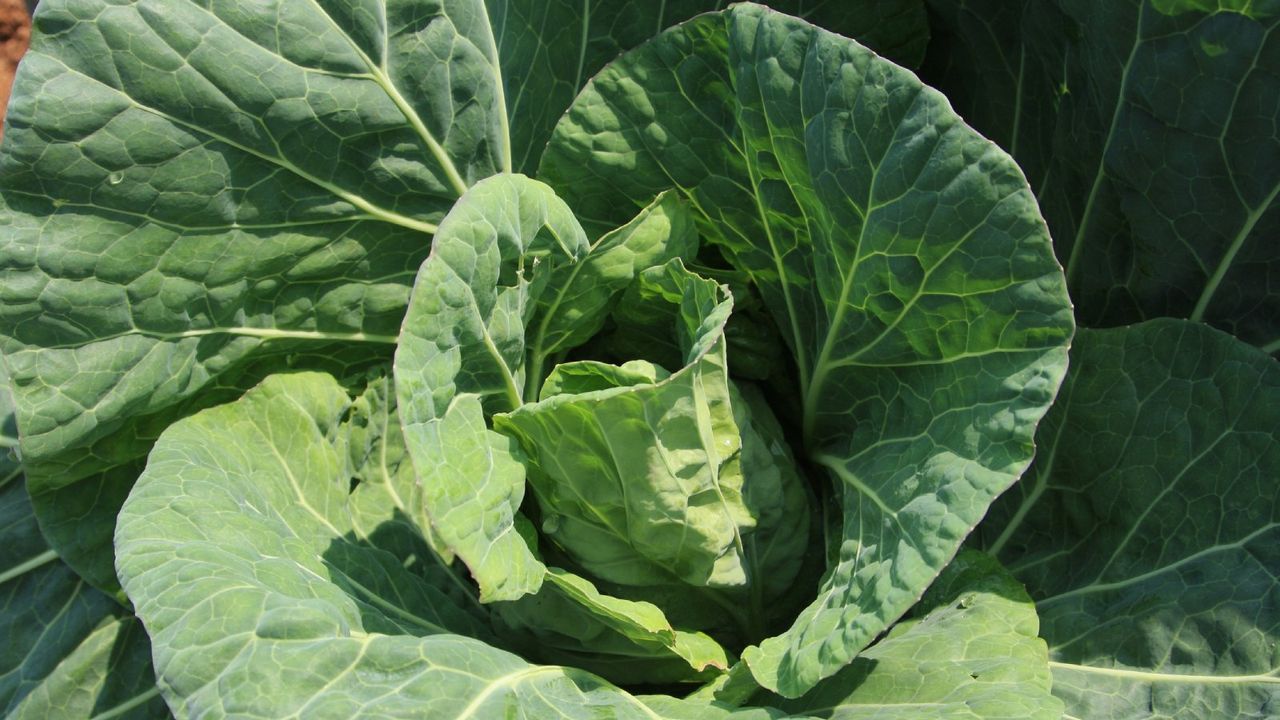 up close view of cabbage