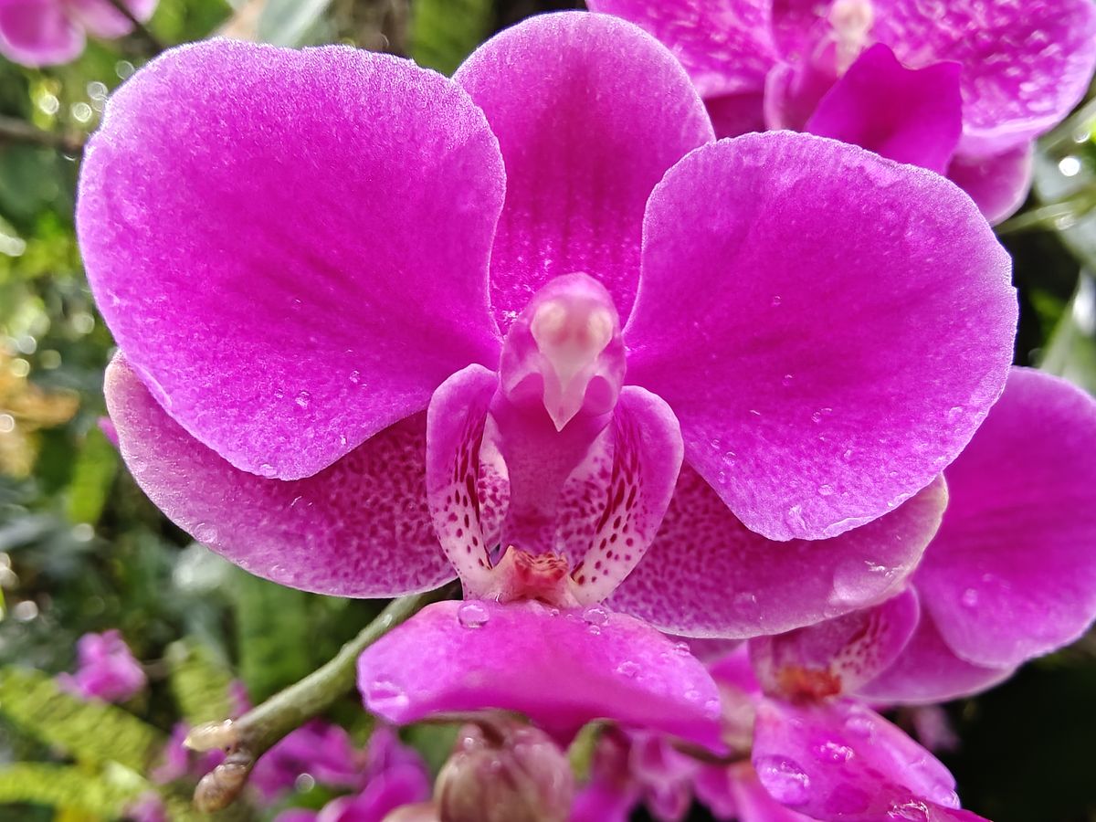 Orchids at the New York Botanical Gardens, all photos taken with OnePlus 13