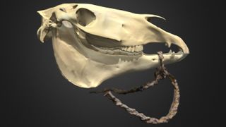 illustration shows the right side of a horse skull with a rope bridle looped over its lower jaw