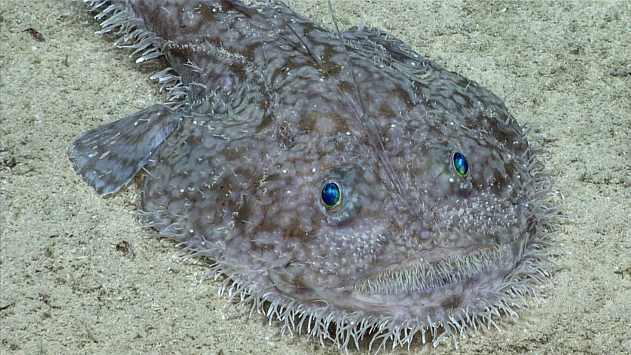A goosefish lies flat on the seafloor.