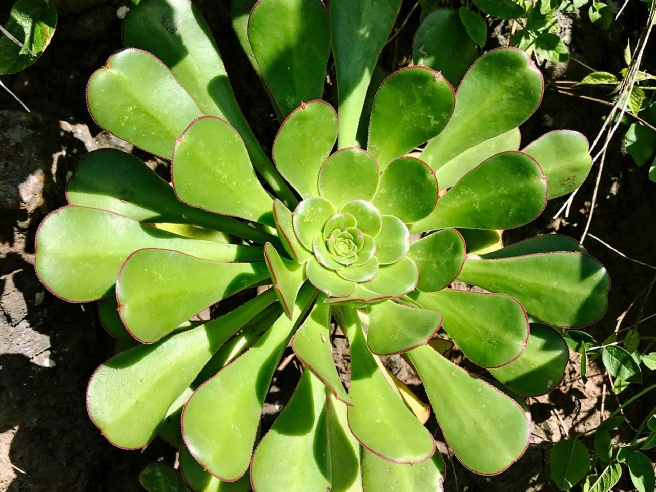 Green Saucer Plant