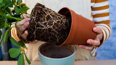 close-up of person repotting a houseplant