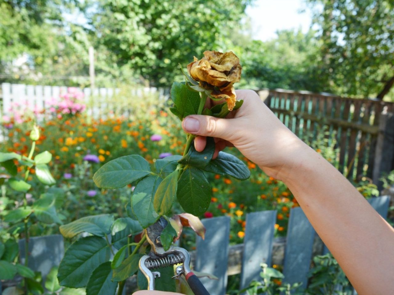 Pruning Of A Dead Flower From The Garden