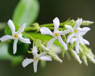 True Jasmine, or Star Jasmine