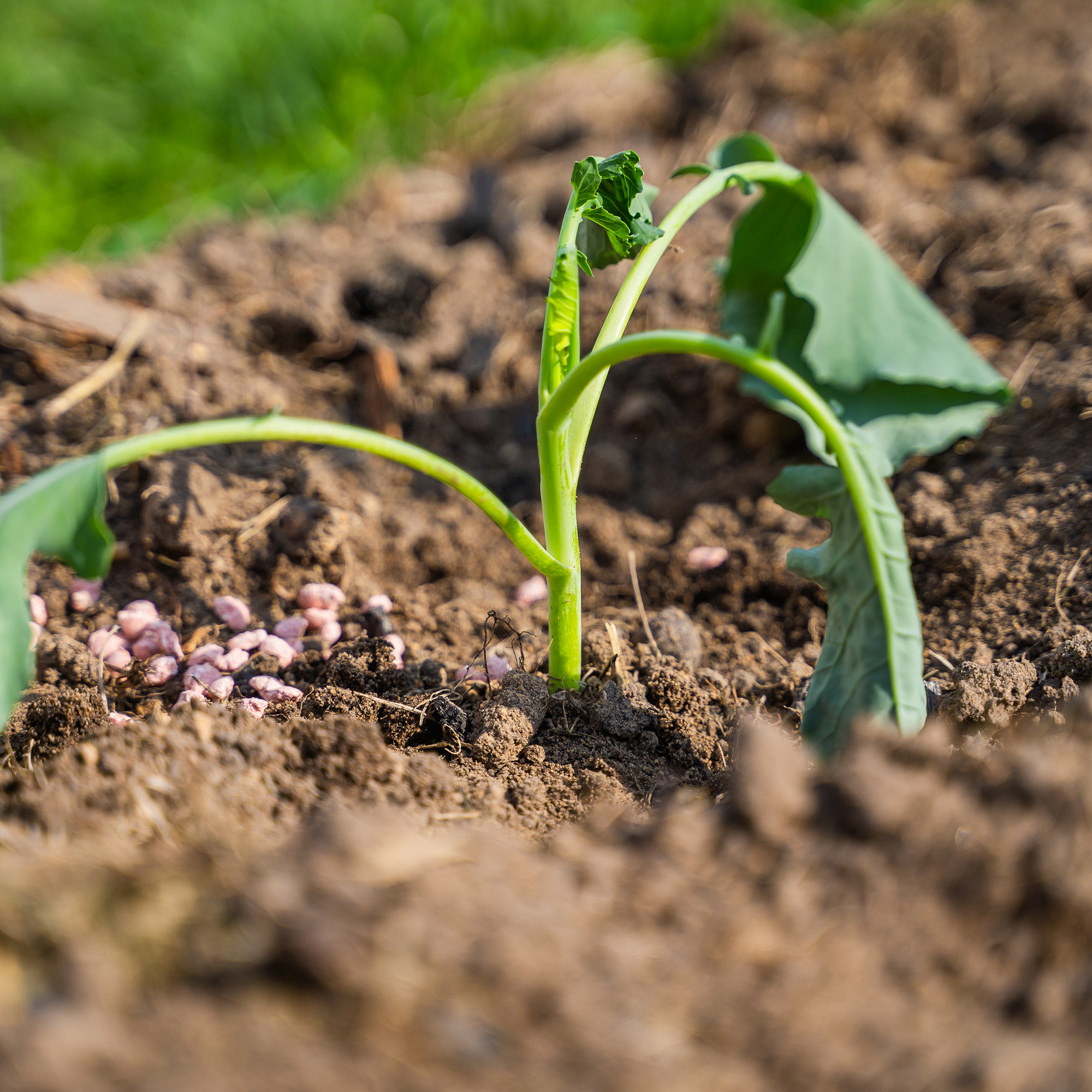An image of a single lone bean plant which has been touched by an early frost