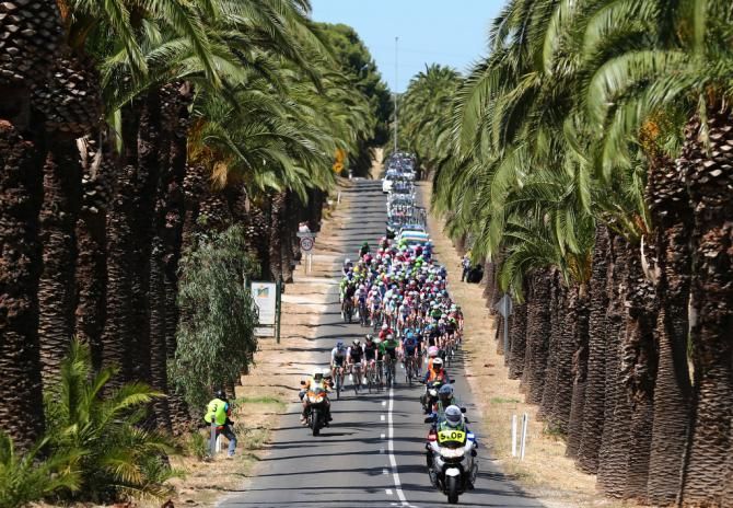 Palm trees flank the peloton on stage 1 of the 2014 TDU