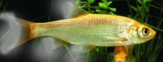 Pet fish - golde norfe