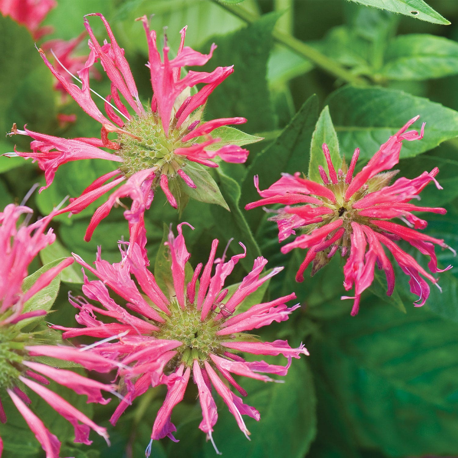 Coral Reef Ppaf Monarda Plant