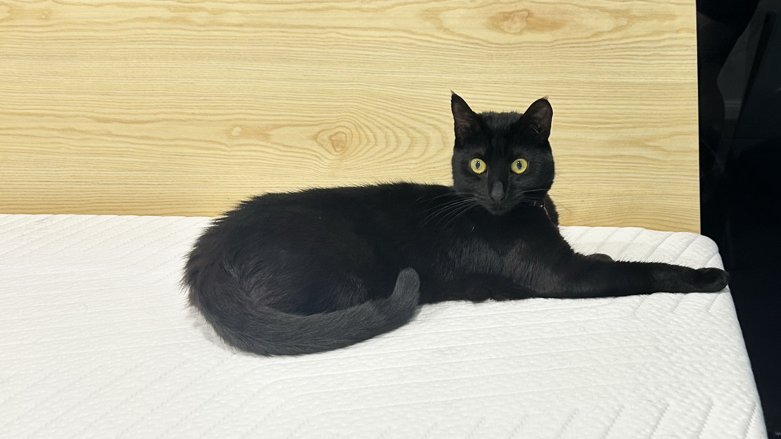 Cat on Onebed Original mattress