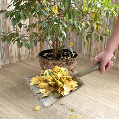 A hand holds a dustpan of yellow ficus leaves in front of a potted ficus plant