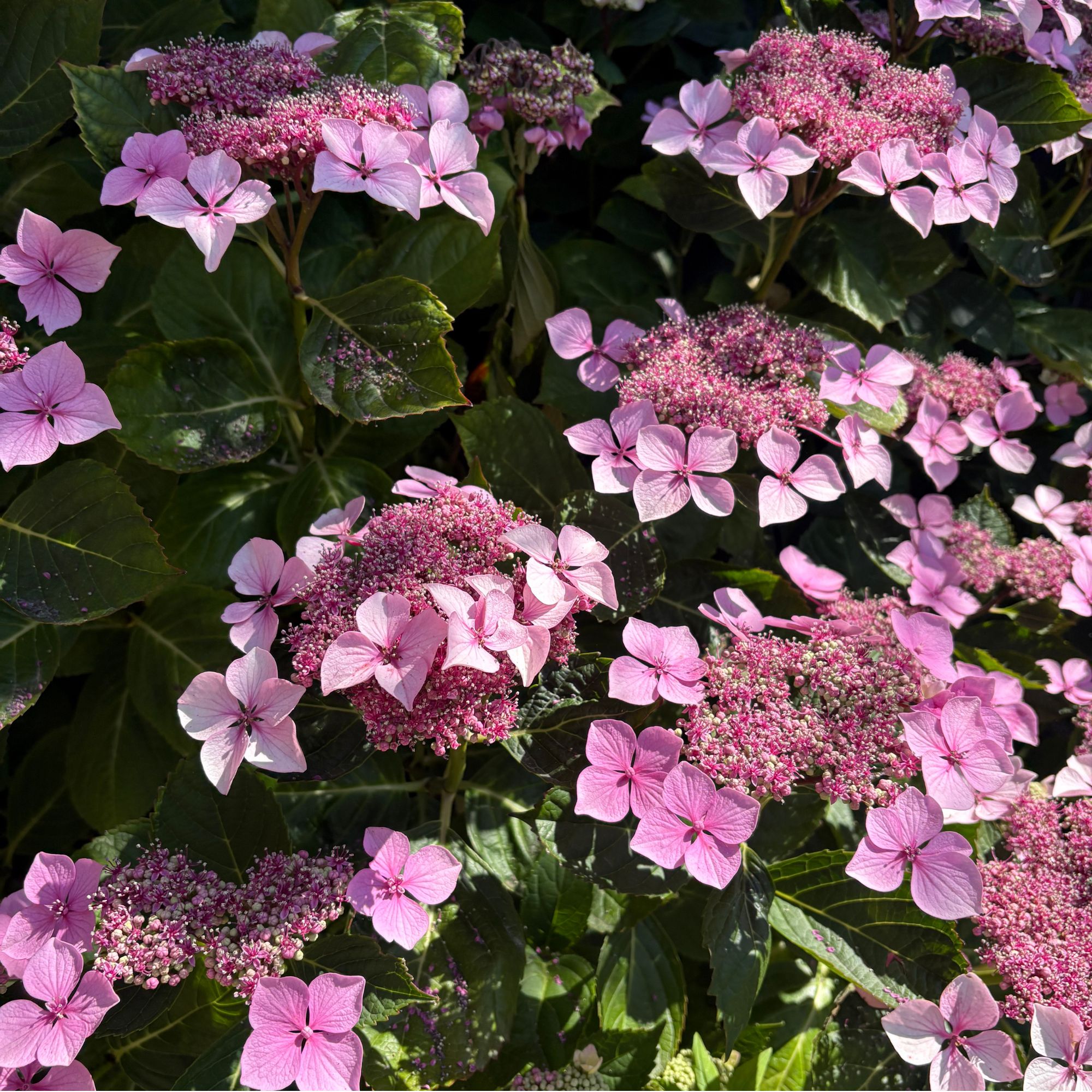 Pink flowering hydrangea growing in a garden border