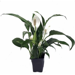 peace lily 