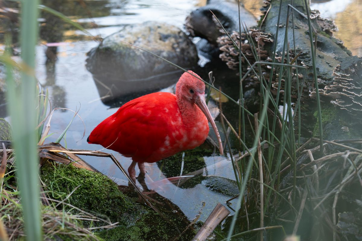 A scarlet ibis sitting at the edge of a small pond