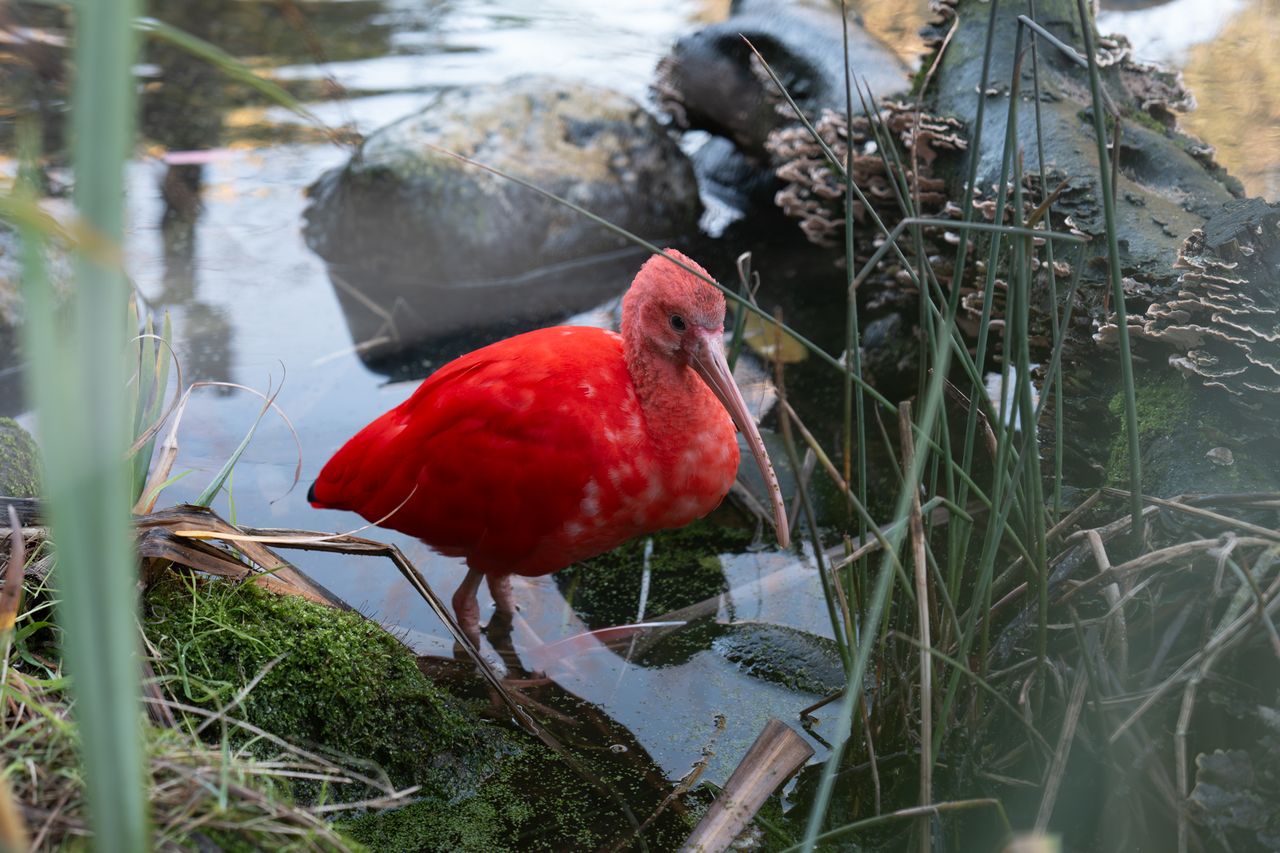 A scarlet ibis sitting at the edge of a small pond
