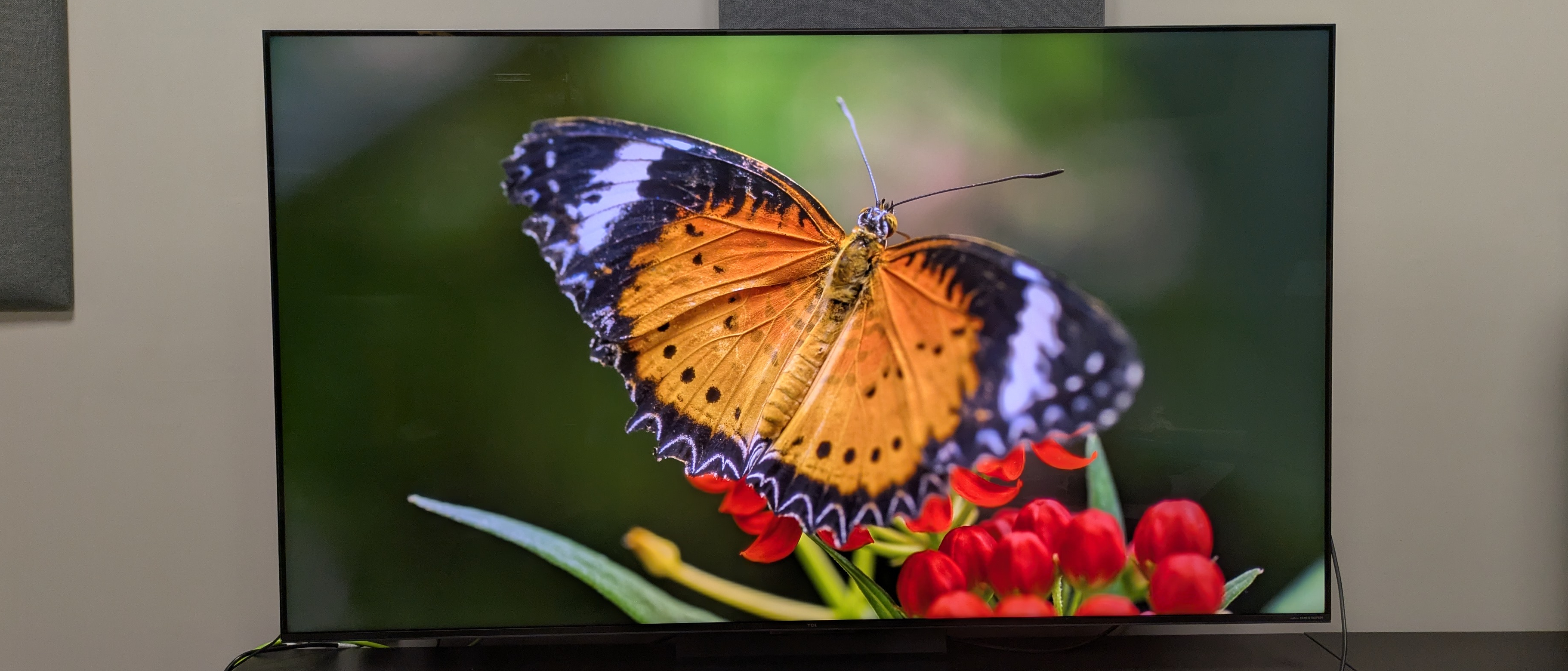 TCL C7K hero image showing butterfly on screen 
