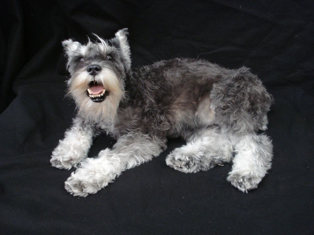 A freeze-dried preserved schnauzer.