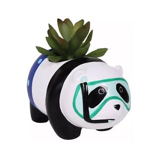 panda succulent