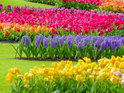 Rows of beautiful and colorful hyacinth, daffodil, and tulip flowers growing outdoors