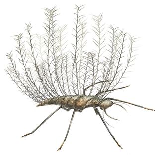 The bizarre, spiky larvae of the Chrysopoid (lacewing) is adapted for carrying debris on its back. Researchers reconstructed this image from a Cretaceous fossil that was preserved in Burmese amber.