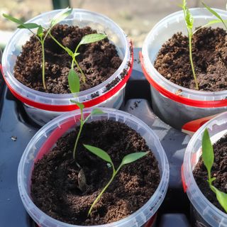 Melons growing in soil