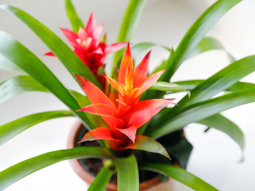 Epiphytes