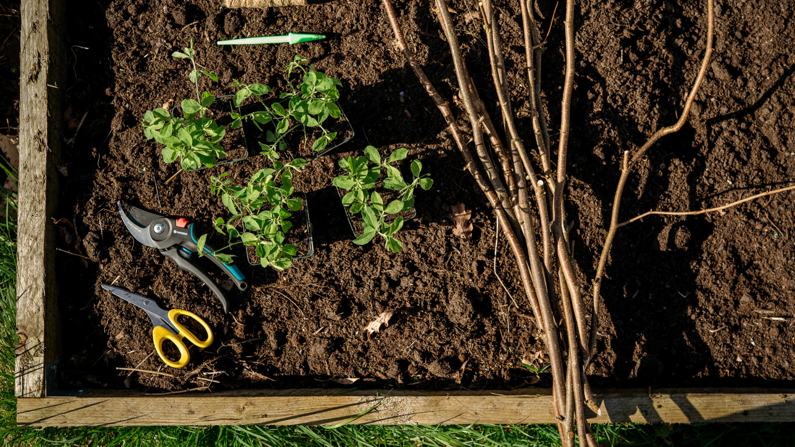 Birds eye view of a raised bed with hazel canes, sweet peas, scissors and pruning shears on soil
