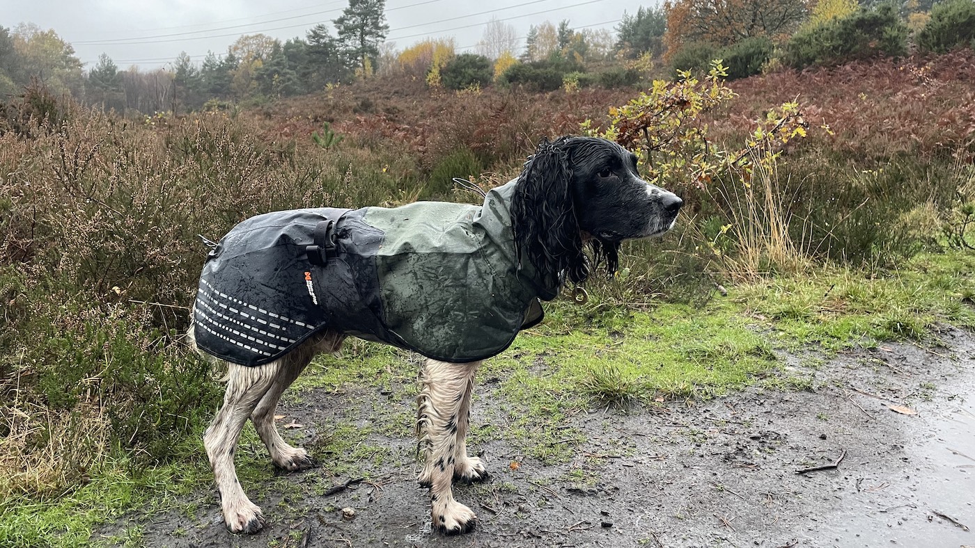 Dog in waterproof coat