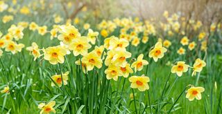 Bright yellow daffodils in a garden to show colour spring flowers to plant in autumn