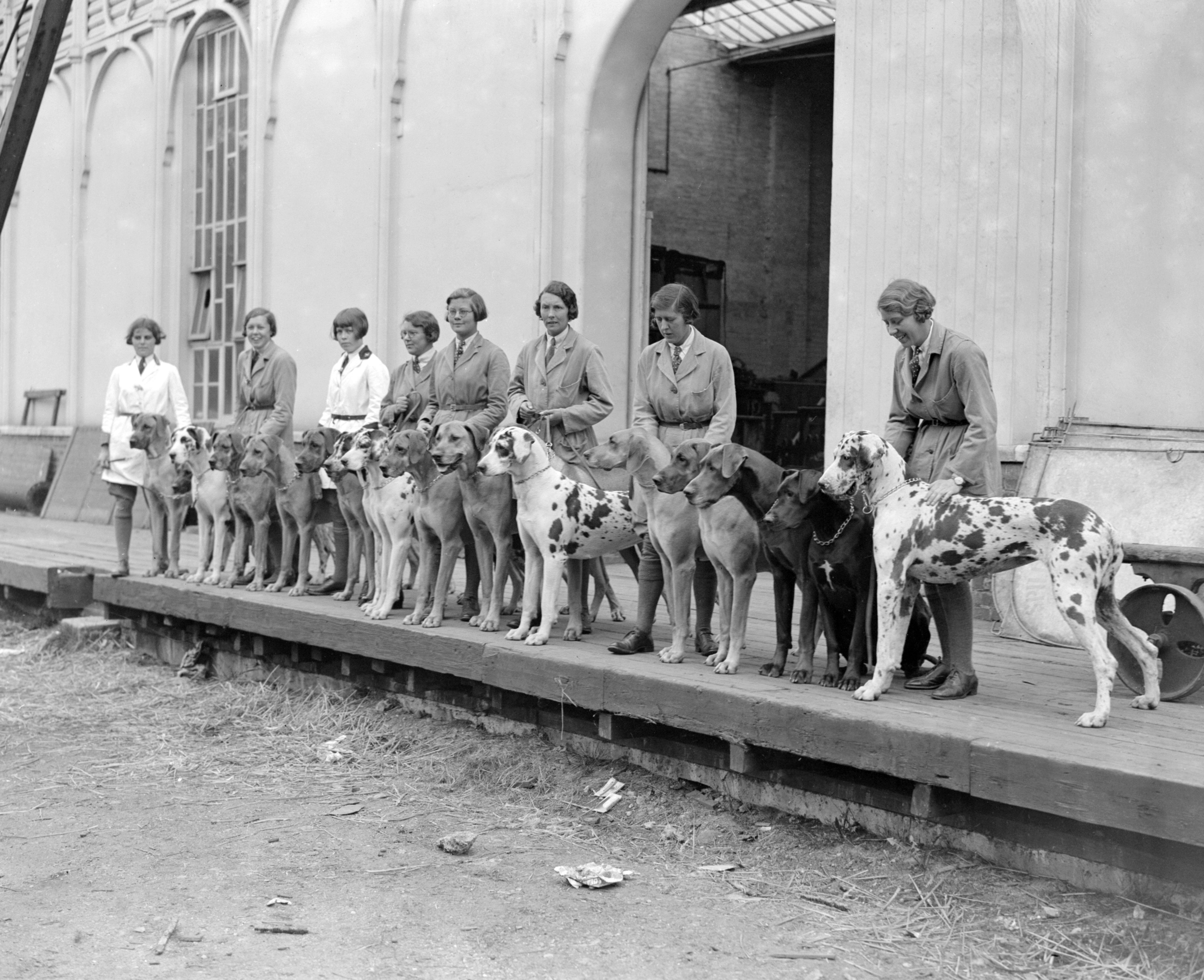 A black-and-white photograph showing a line of women standing with a group of large Great Danes on a wooden platform outside a building. The women are dressed in coats and skirts typical of the early 20th century, each holding or standing beside one or more of the tall, elegant dogs. The scene has a calm, orderly feel, with the dogs posed neatly in a row.