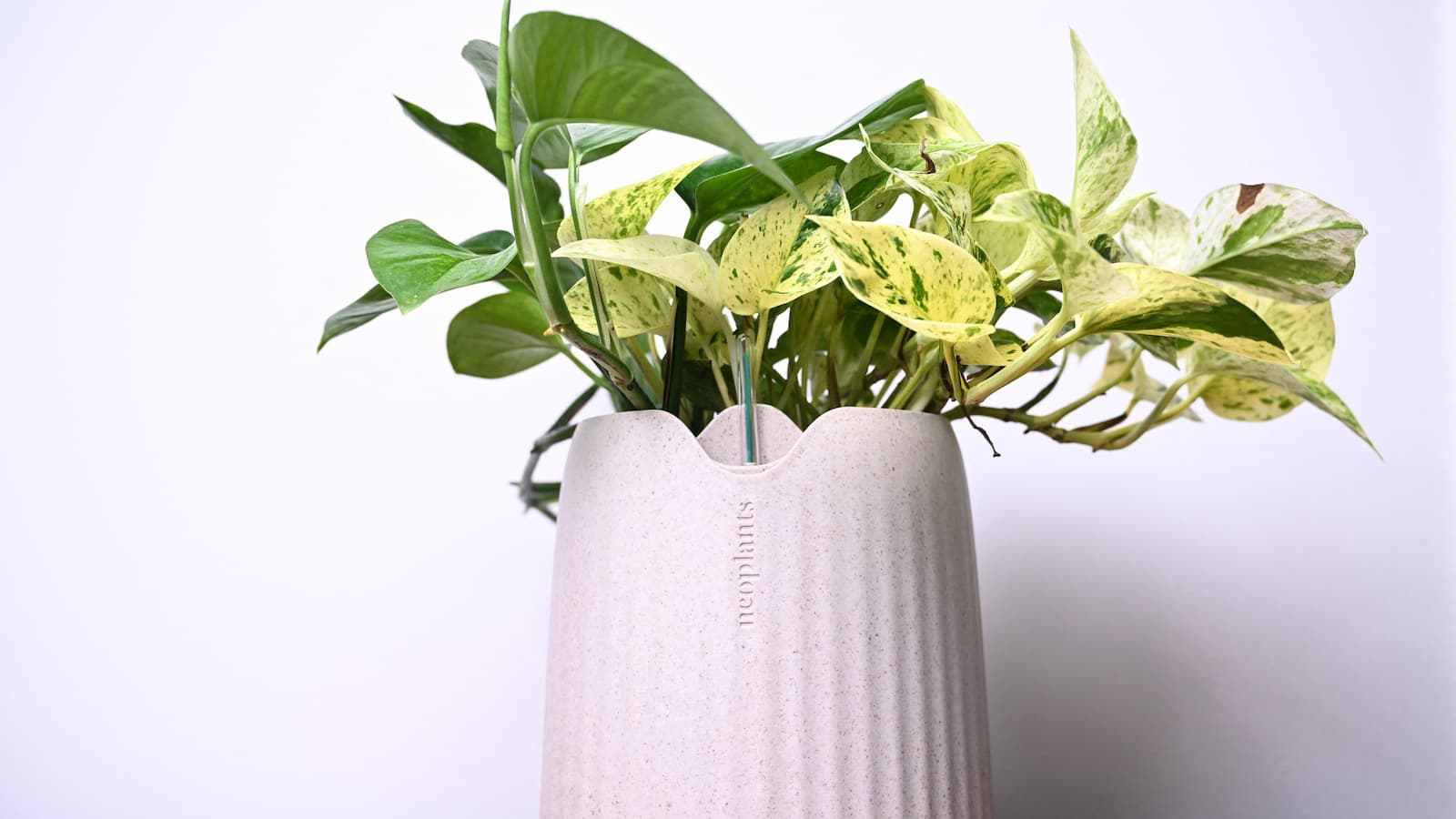 A Neo Px bioengineed house plant in a white pot