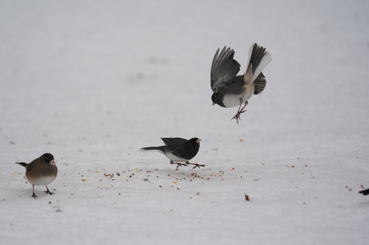 A bird photo taken with the Sony A7 V and FE 200-600mm f/25.6-6.3 G OSS