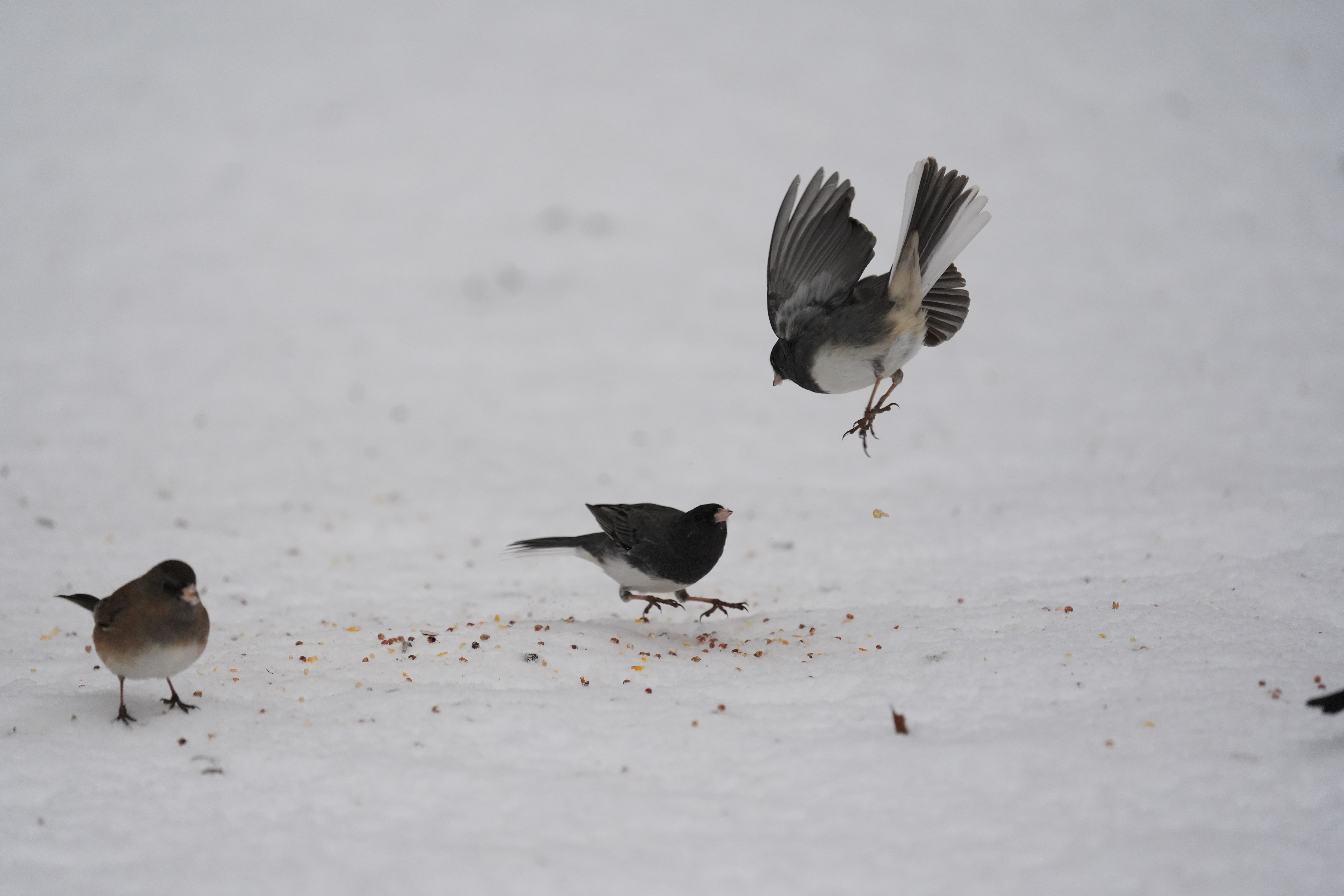 A bird photo taken with the Sony A7 V and FE 200-600mm f/25.6-6.3 G OSS