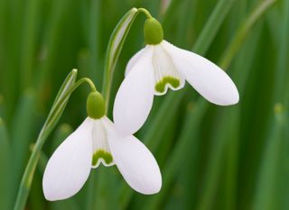 Snowdrops, Galanthus