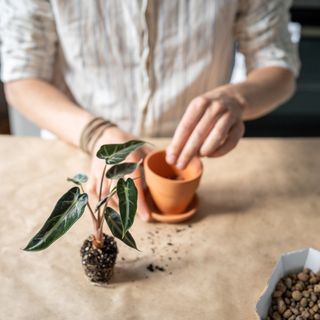 Man replanting Alocasia Bambino plant sprout into pot using soil mixture