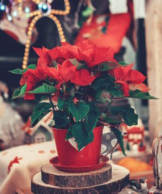 Blooming poinsettia as part of Christmas decorations