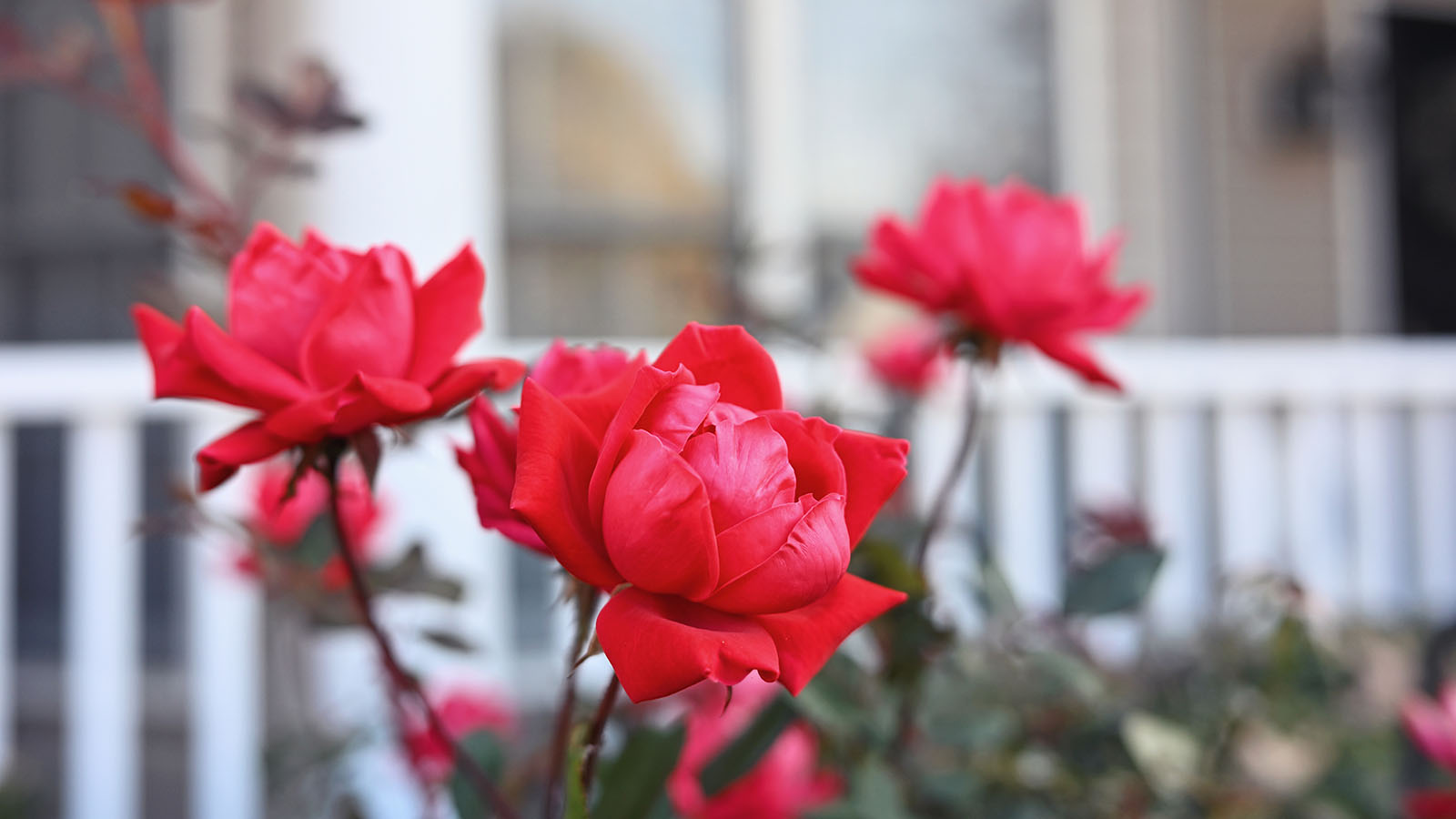 Roses blooming in front of a wraparound porch in the fall