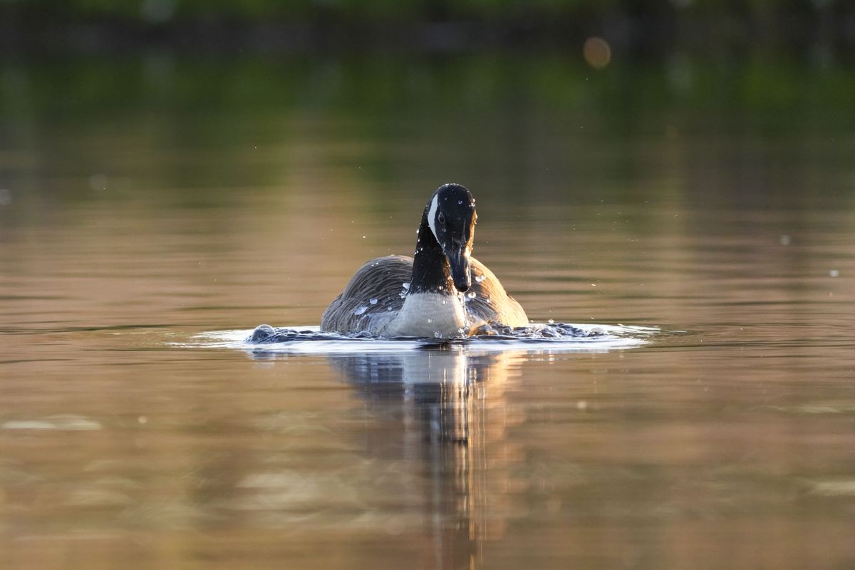 A goose in a lake at first light from the level of the water, the background is blurry