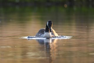 A goose in a lake at first light from the level of the water, the background is blurry