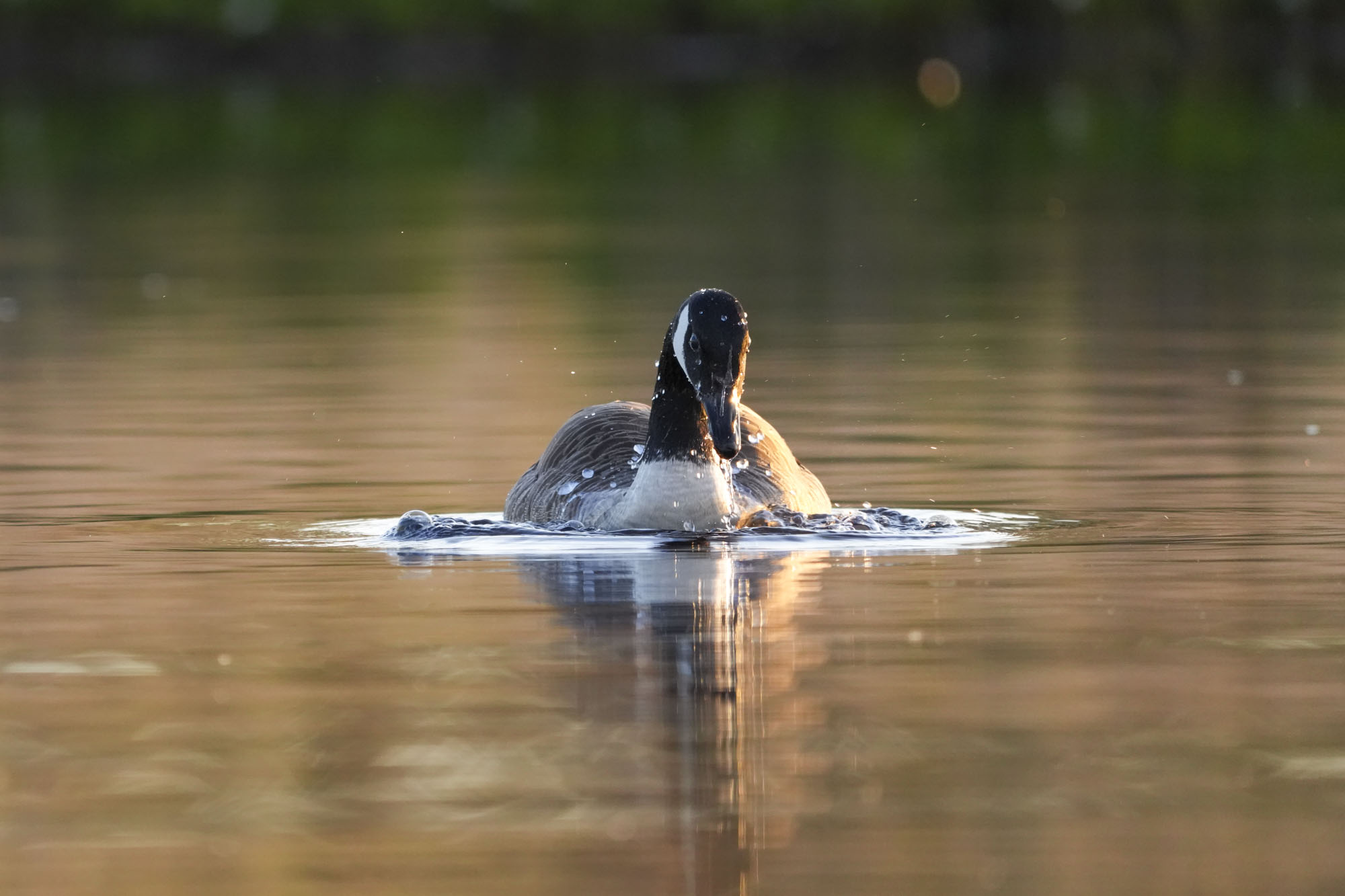 A goose in a lake at first light from the level of the water, the background is blurry